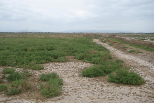 山东将以县为单位开展盐碱地综合利用省级试点