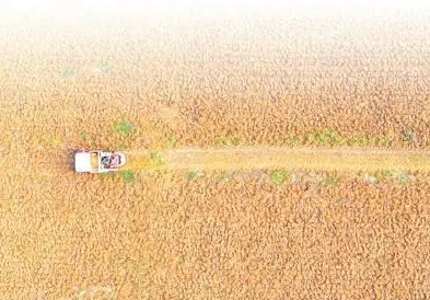 人民日报：把盐碱地变成丰产田