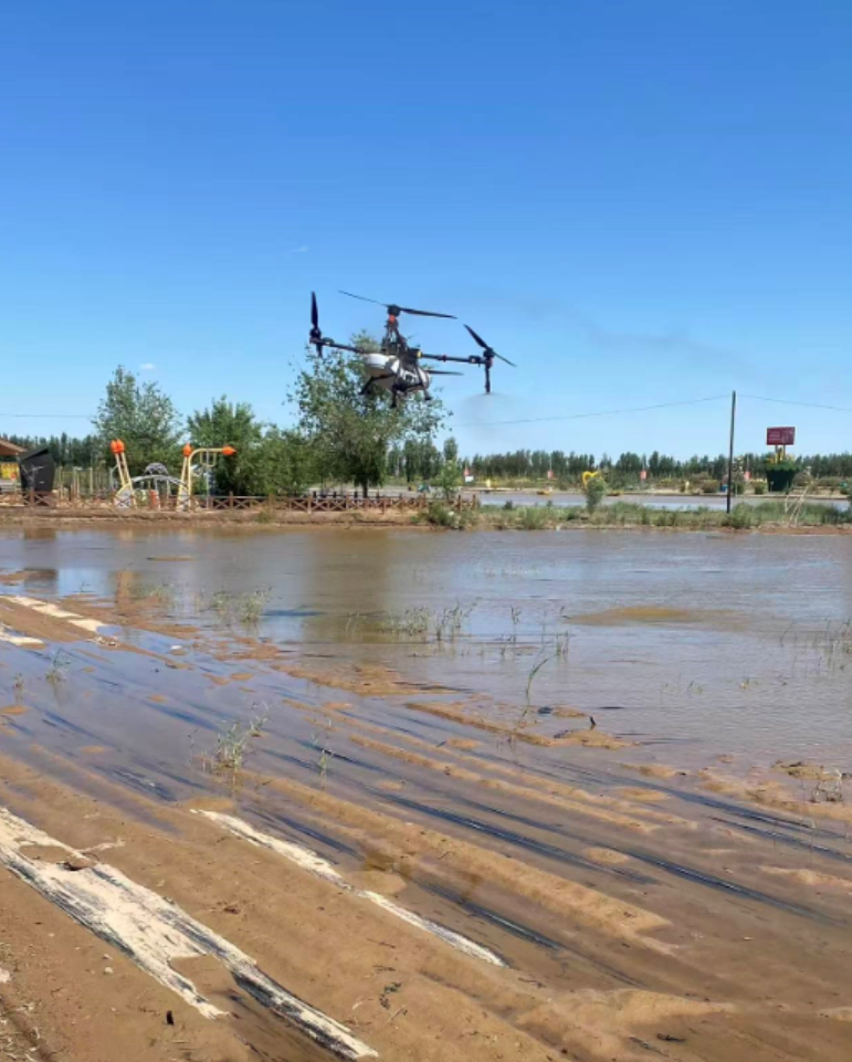 当“黑色黄金”遇上盐碱地！五原县这片油葵地要逆袭啦！