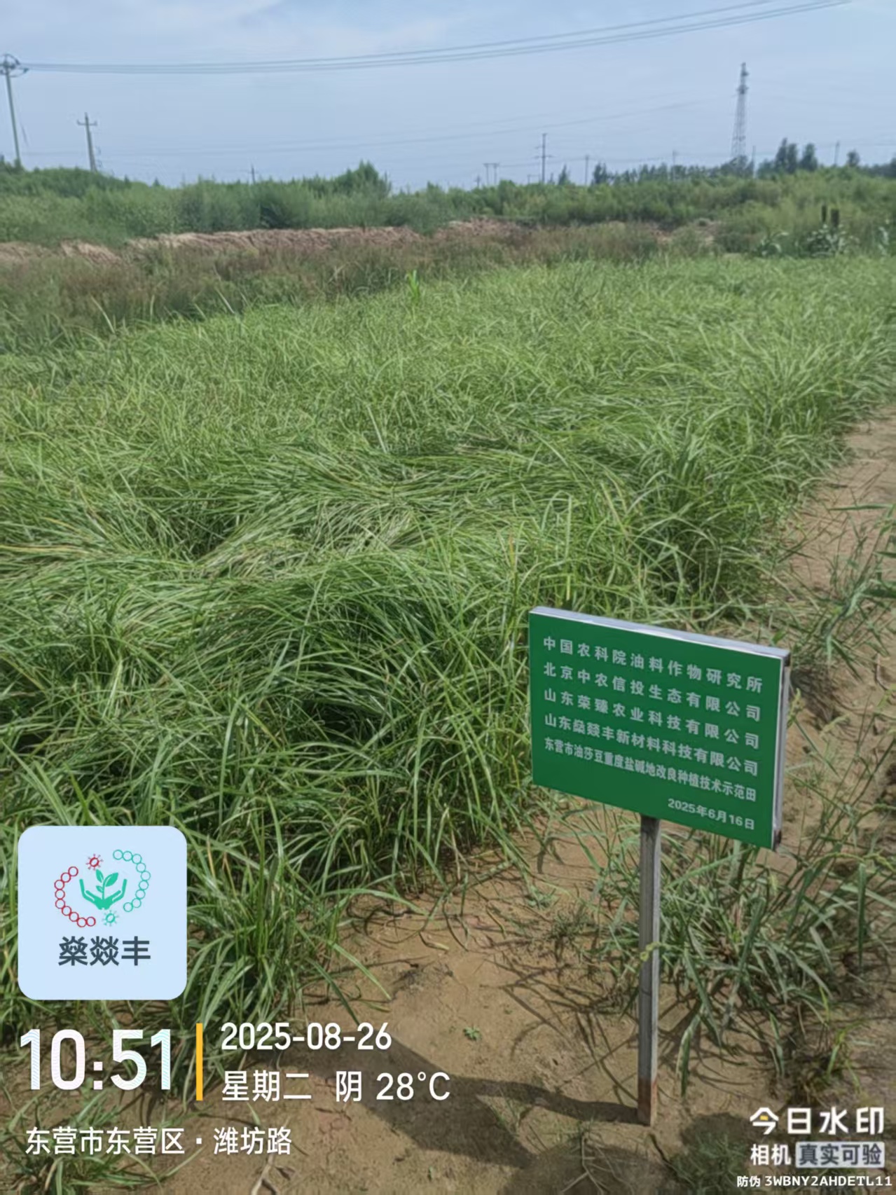 盐碱地变希望田，农业种植新突破！东营油莎豆种植成果显著