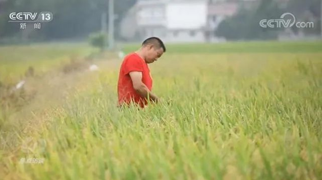 央视《焦点访谈》：不重视土壤改良，种啥也好不了！