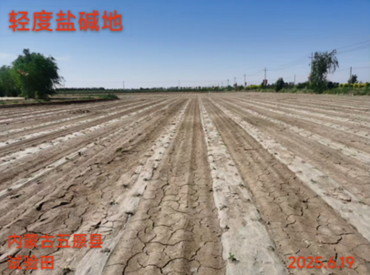 五原县油葵出苗记🌱 燊燚丰盐碱地改良剂赋能土地新生！