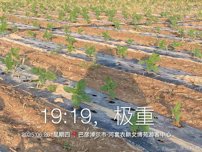 盐碱地上的绿色奇迹！ 五原县油葵试验田见证“燊燚丰”硬核实力