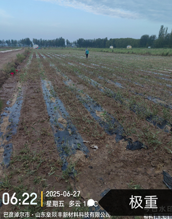 以科技之爱，守护五原油葵的成长之路🌻