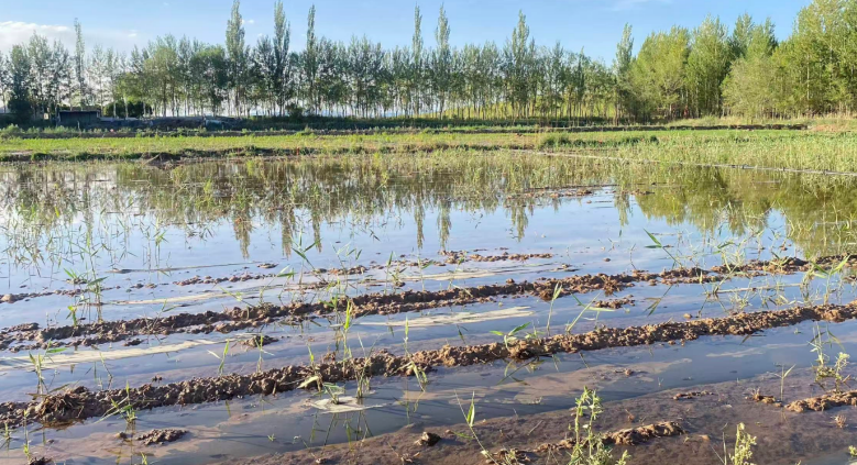 山东如何建设更高水平“齐鲁粮仓”？