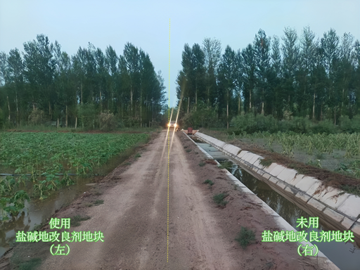 五原县油葵 | 暴雨后的逆袭生长💪